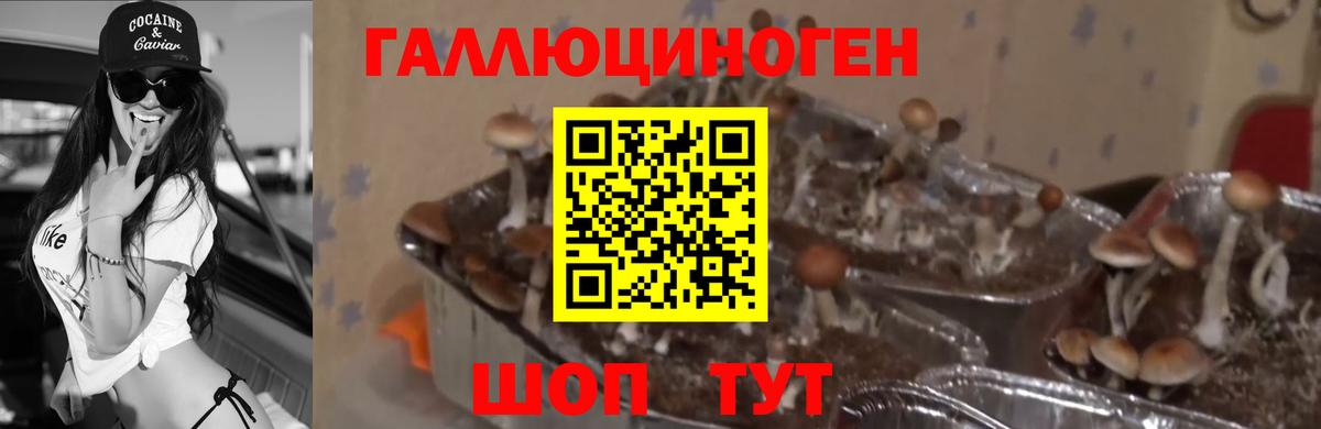 Галлюциногенные грибы Psilocybine cubensis  Вход с VPN  Псилоцибиновые грибы Magic Shrooms  Советская Гавань 